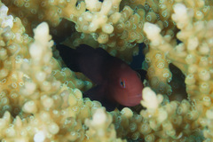 Five-Streaked Coral Goby photo 3