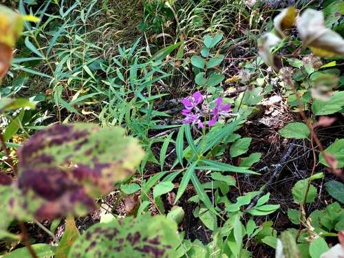 fireweed
