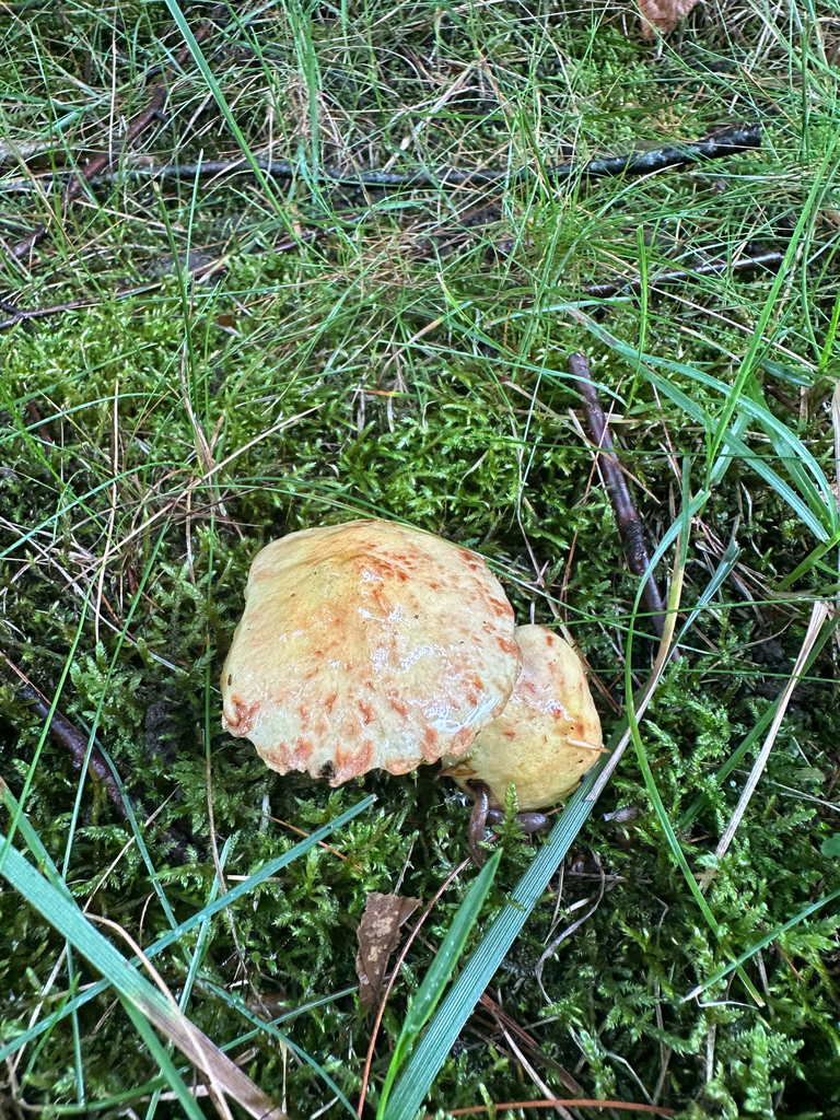 Chicken Fat Mushroom · August 2026 · photo: Photo: no rights reserved · iNaturalist