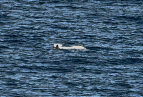 Black Bear sighting near Kitikmeot