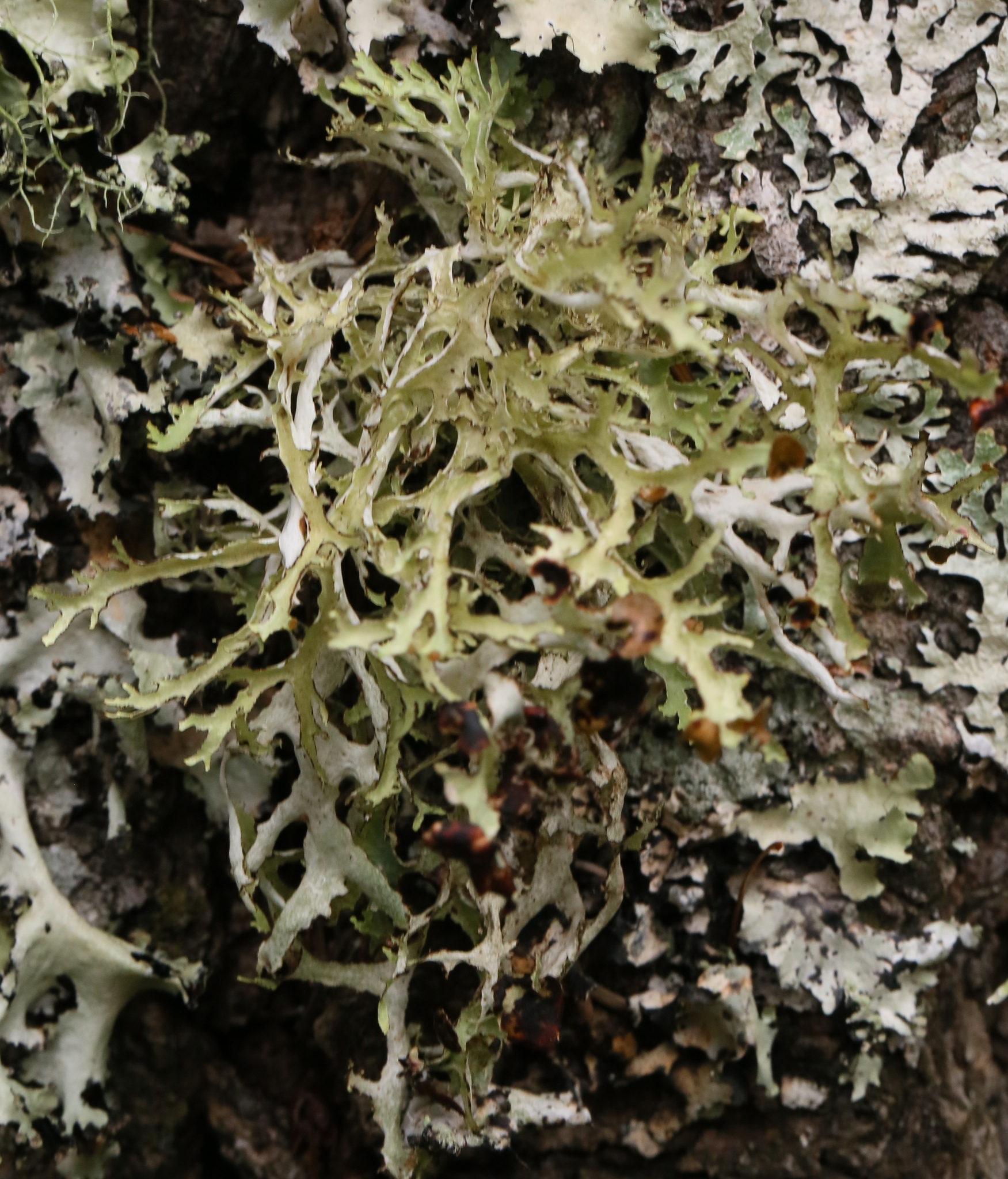 Platismatia image