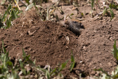 Thomomys mazama