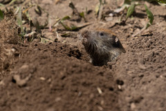 Thomomys mazama