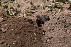 Thomomys mazama