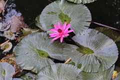 Nymphaea pubescens