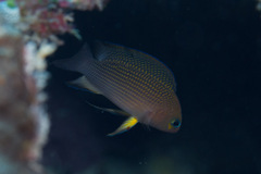 Thread-Finned Dottyback photo 2
