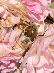 Trichiotinus piger