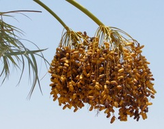 Phoenix sylvestris