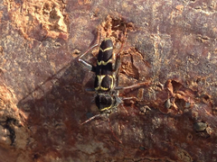 Neoclytus caprea
