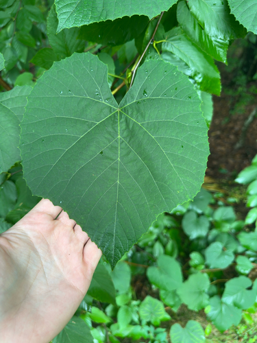 Vitis labrusca, photograph 4