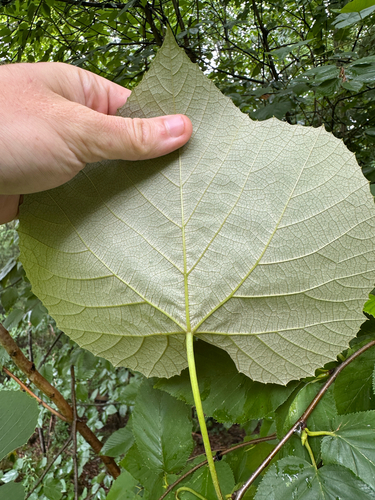 Vitis labrusca, photograph 5
