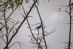 Conirostrum cinereum