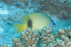 Plectroglyphidodon johnstonianus