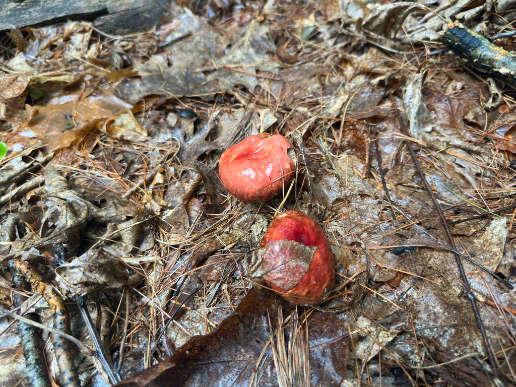 Frost's Bolete · August 2026 · photo: Photo: no rights reserved · iNaturalist