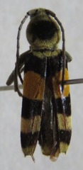Anthoboscus tricolor