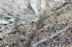 Thryophilus pleurostictus