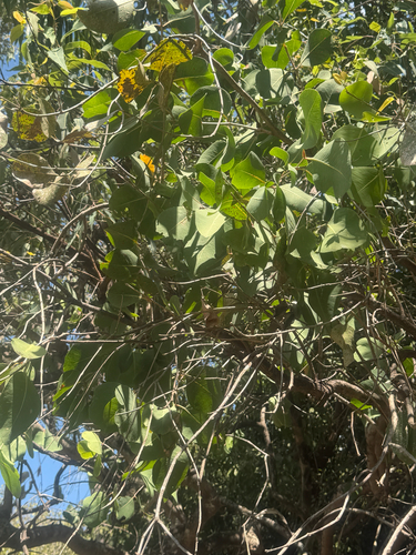 Syzygium eucalyptoides observed 2026-08-23