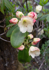 Ward's rhododendron (Rhododendron wardii)