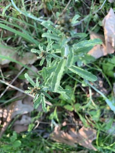 Gamochaeta purpurea iNat (3)