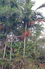 Ptychosperma elegans