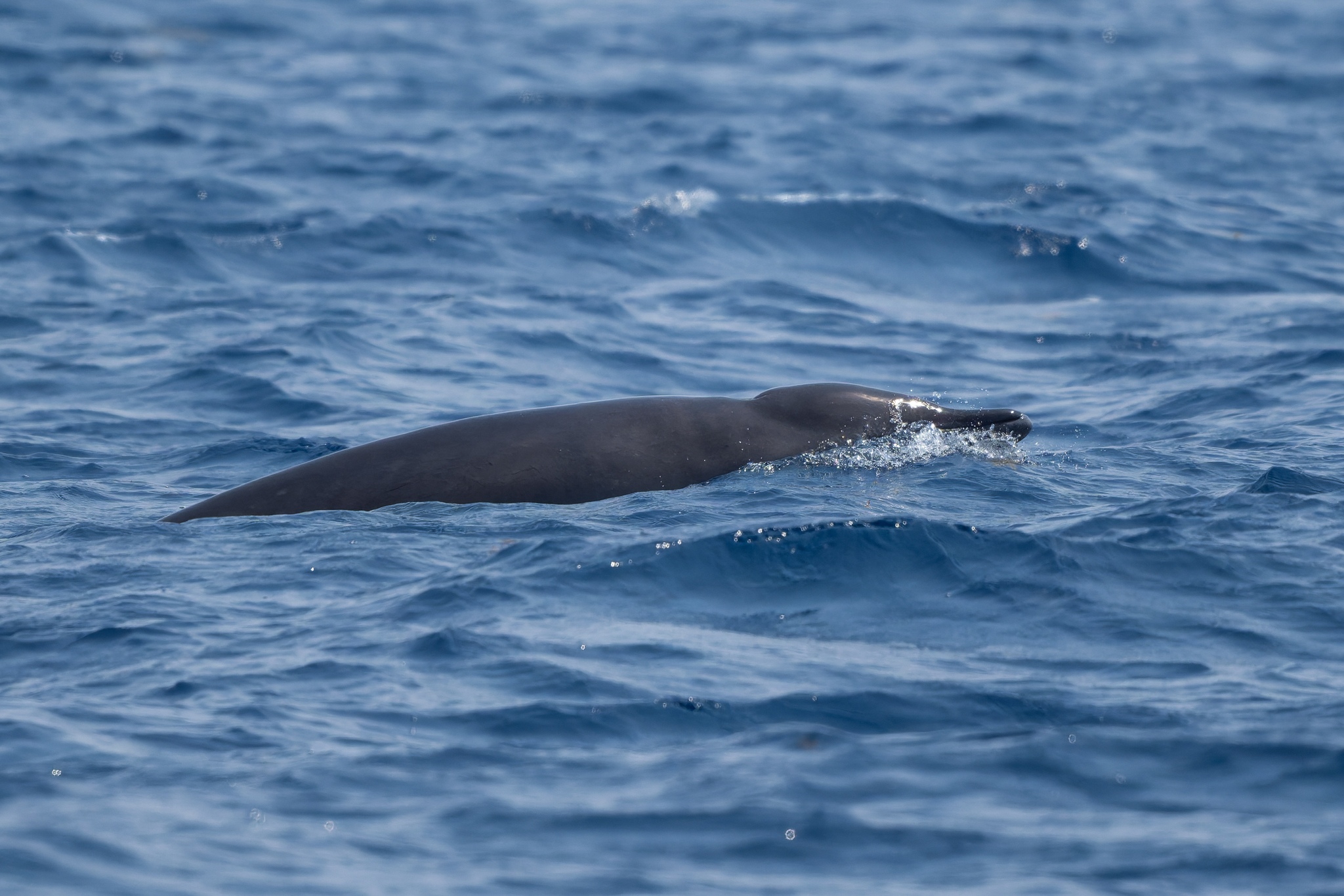 Mesoplodon europaeus