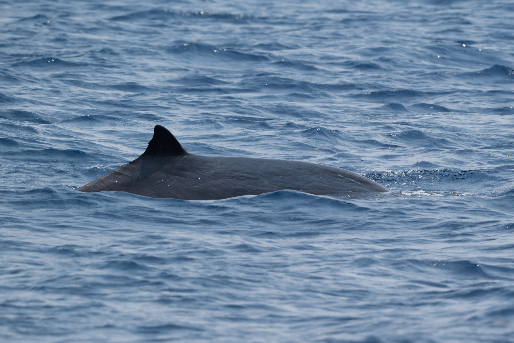 Mesoplodon europaeus