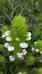 Pedicularideae
