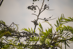 Conirostrum cinereum