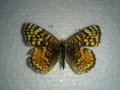 Phyciodes pallida
