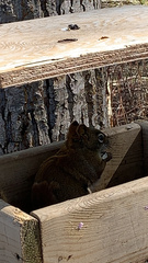 Tamiasciurus hudsonicus