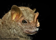 Chiroderma villosum