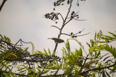 Conirostrum cinereum