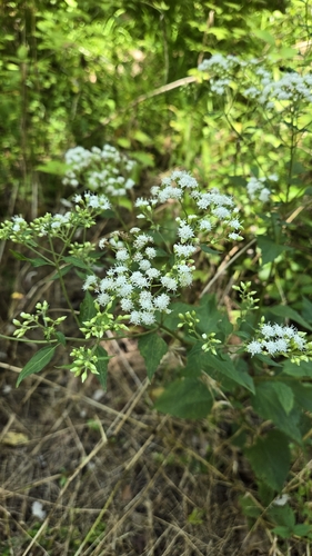 white snakeroot