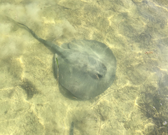 Chupare Stingray photo 2