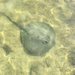 Himantura schmardae - Photo (c) wgsflyfish, μερικά δικαιώματα διατηρούνται (CC BY-NC)