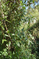 Muehlenbeckia sagittifolia