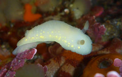 Cadlina modesta