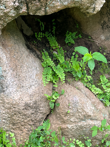 Adiantum philippense, photograph 1