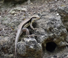 Leiocephalus macropus