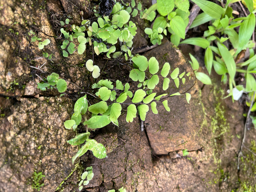Adiantum philippense
