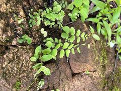 Adiantum philippense