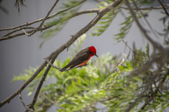 Pyrocephalus rubinus obscurus