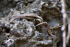 Leiocephalus macropus