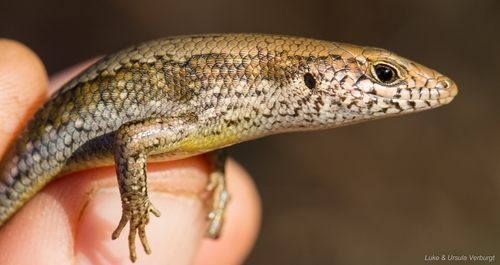 Speckle-lipped Mabuya