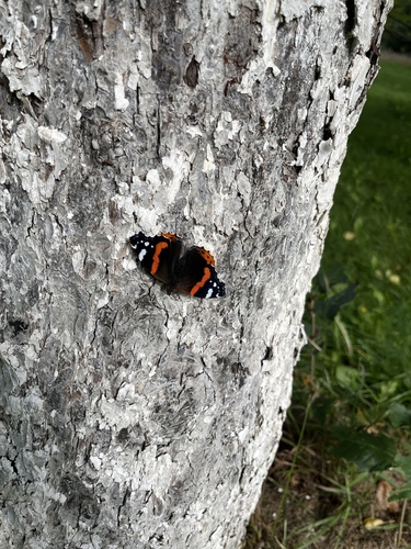 Red Admiral