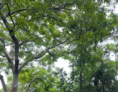 Lannea coromandelica, photograph (c) harrier, some rights reserved (CC BY)