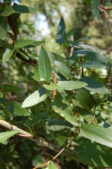 Muehlenbeckia sagittifolia