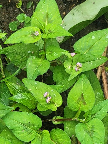 Persicaria nepalensis, photograph 3