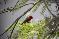 Pyrocephalus rubinus obscurus