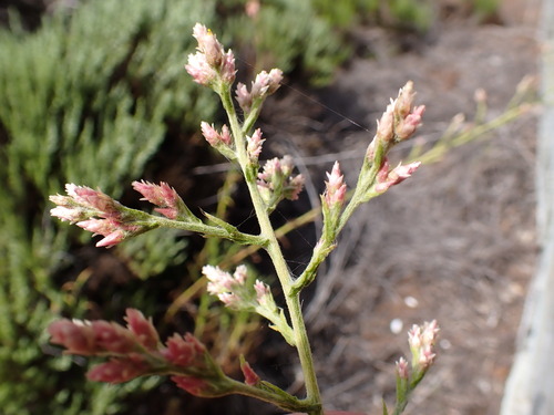 Pseudognaphalium ramosissimum, photograph 3